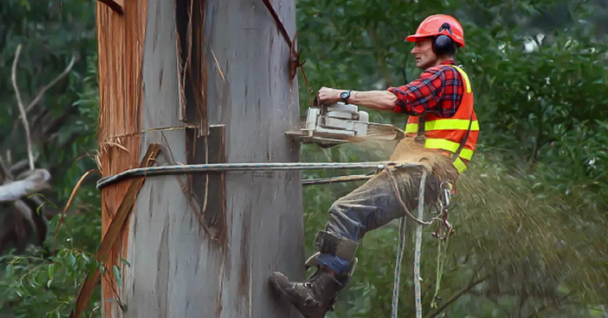 A Complete Guide to Essential Services That a Tree Surgeon Can Undertake On Your Property