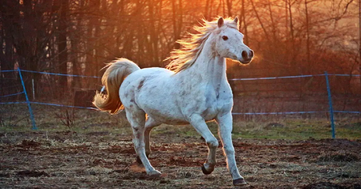 Top 6 Surprising Things About Horses that Will Amaze You