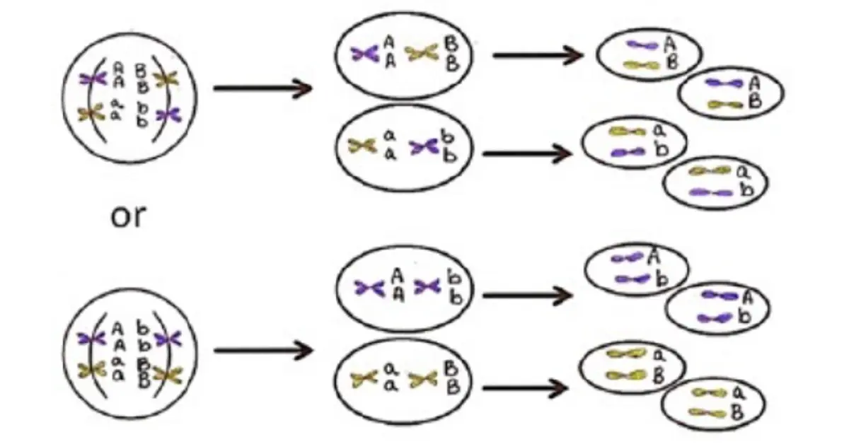 Which Method of Genetic Recombination is Illustrated in the Diagram?