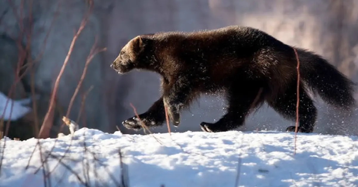 The Incredible Wolverine: Nature’s Fierce Survivor