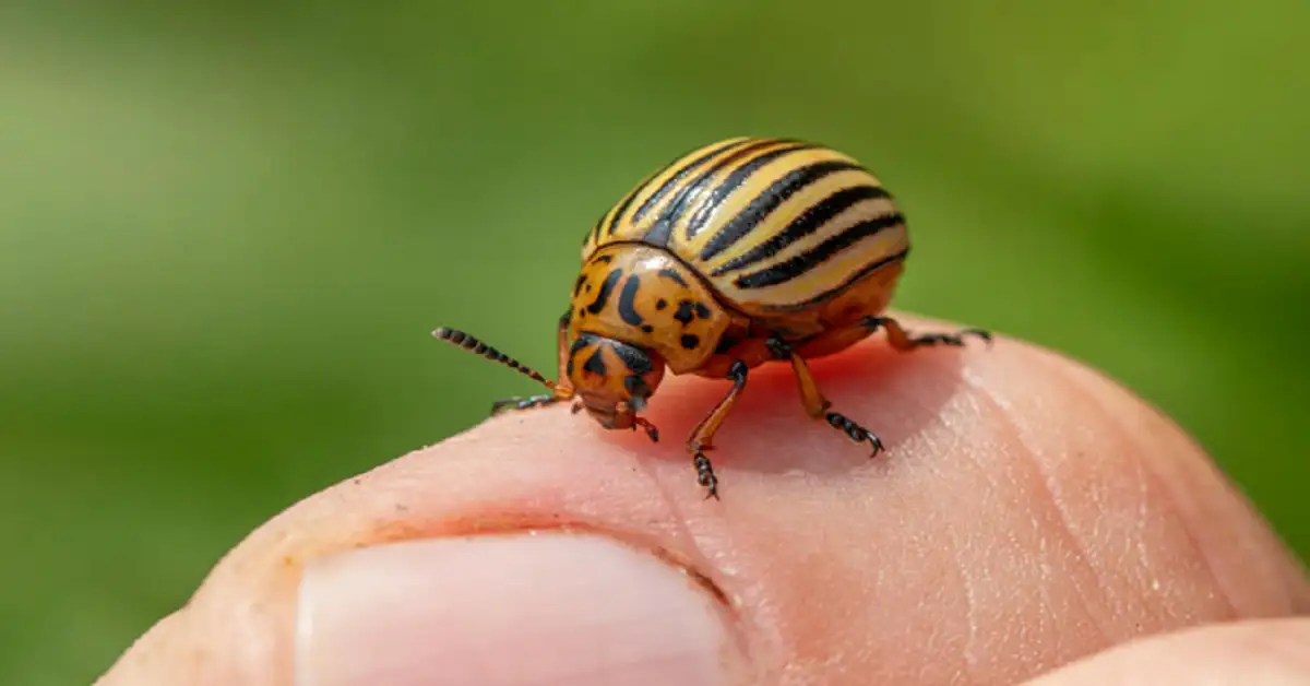 pest control in Vero Beach, FL