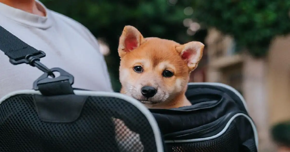Dog Carrier: Safe, Comfortable Travel Solutions for Your Pet